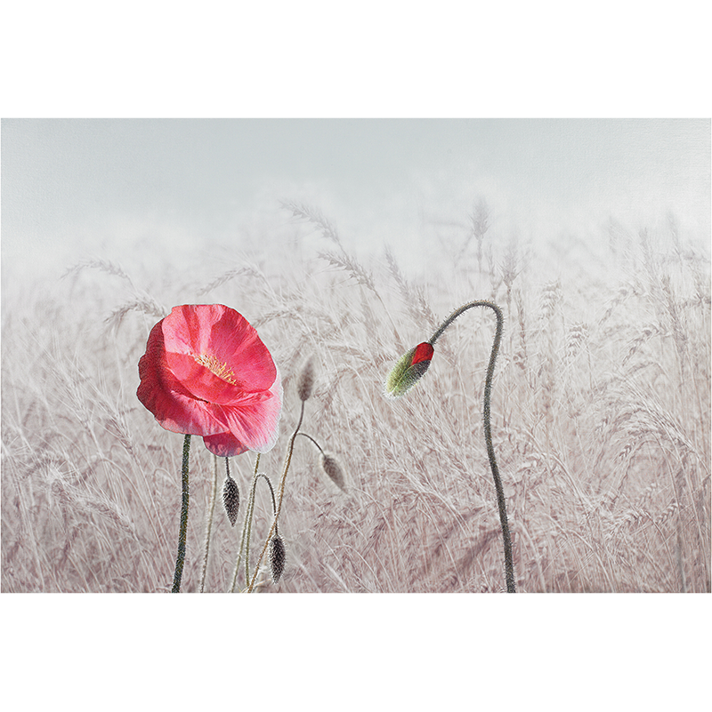 이호철 - 양귀비 1