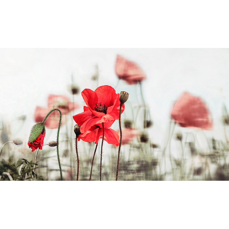 이호철 - 양귀비 2
